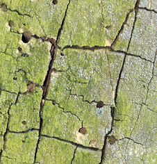 Tree Bark Texture Royalty Free Stock Photography