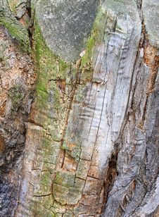 Tree Bark Texture Royalty Free Stock Photos