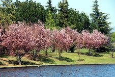 Cherry Blossom Royalty Free Stock Images