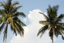 Two Palms Against The Sky Stock Image Two Palms Against The Sky Stock Image