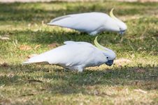 Sulphur Crested Cockatoos Royalty Free Stock Images Sulphur Crested Cockatoos Royalty Free Stock Images