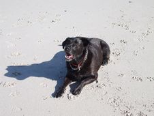 Dog At Play On Beach Stock Image Dog At Play On Beach Stock Image