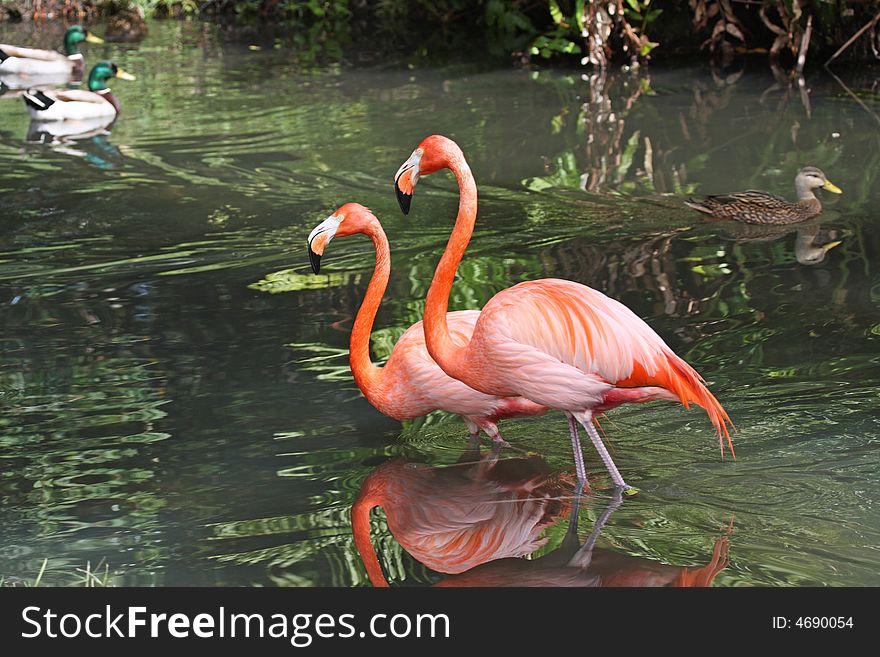 Beautiful Flamingos and Mallards with all the colorful colors