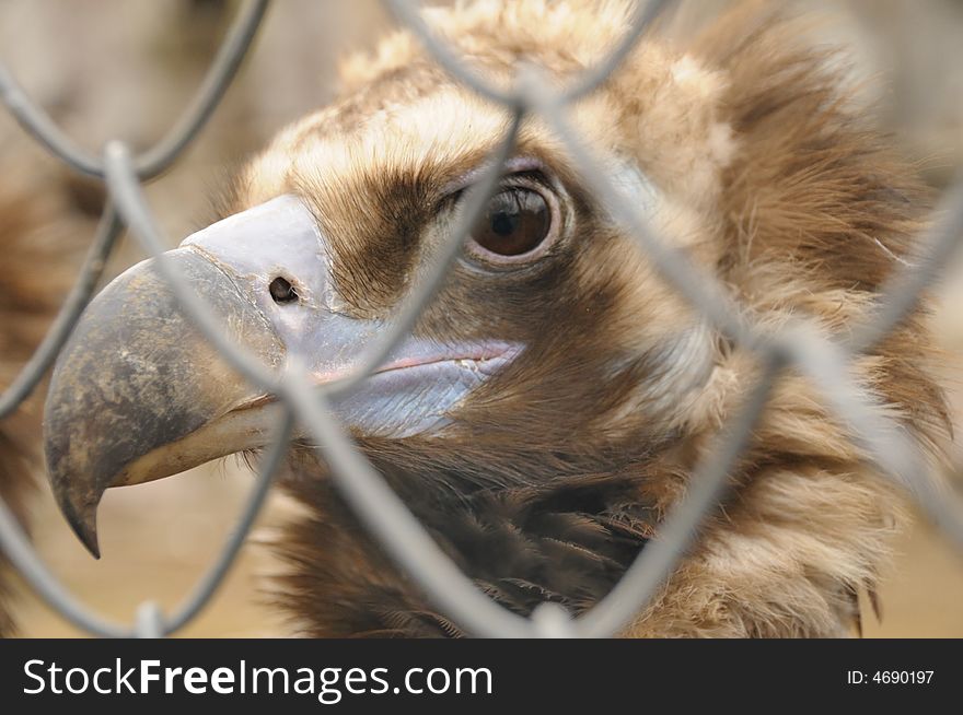 Black vulture in a zoo