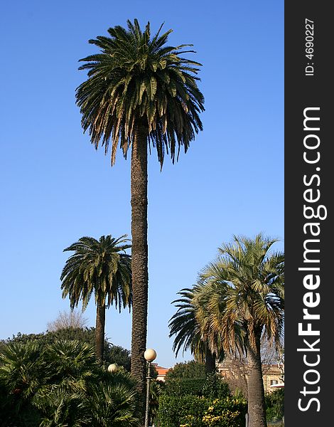 A palmtree with a very blue sky