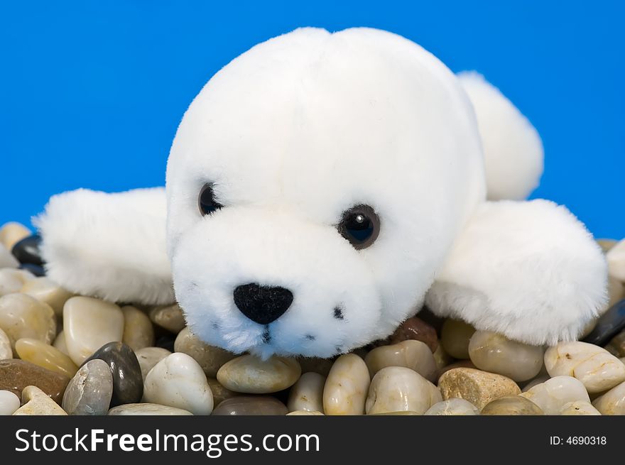 Baby seal on pebbles on blue background