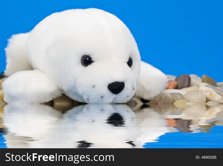 Baby seal on pebbles with water reflection on blue background