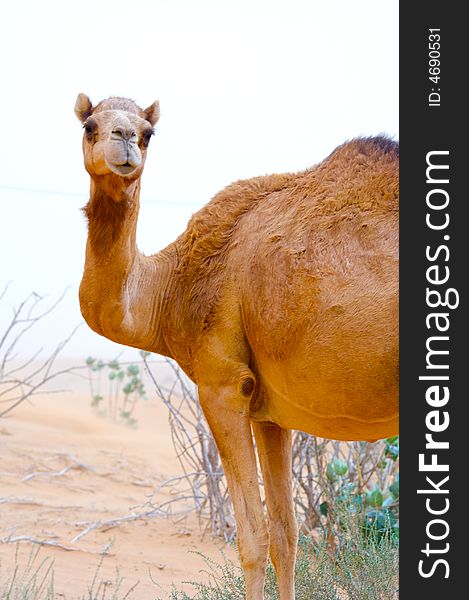 Looking Camel