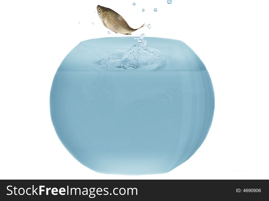 Small fish jumping from aquarium. Small fish jumping from aquarium