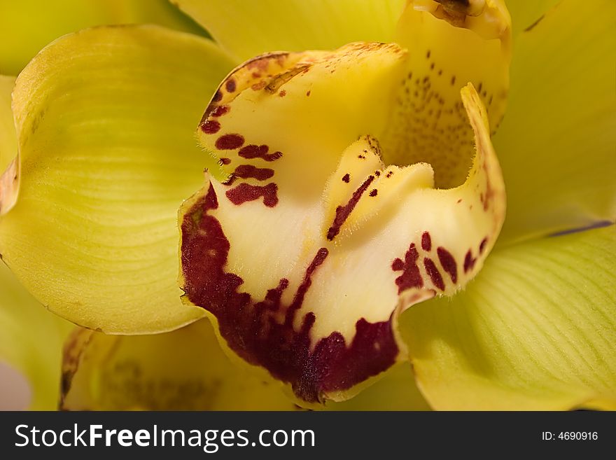 Yellow and red orchid macro. Yellow and red orchid macro