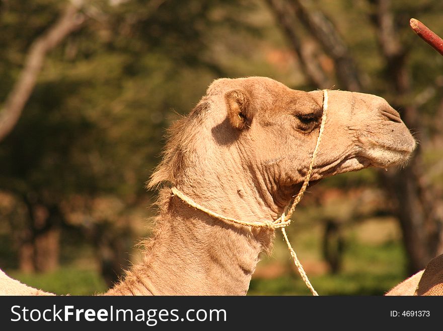 A camel walking in africa
