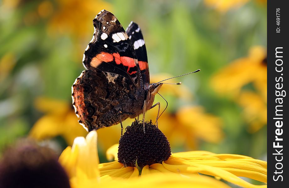 The butterfly on a yellow flower