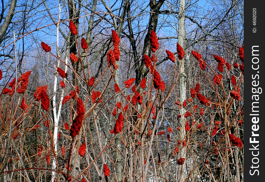 The beautiful red bush stands alone in contrast to the naked forest. The beautiful red bush stands alone in contrast to the naked forest.