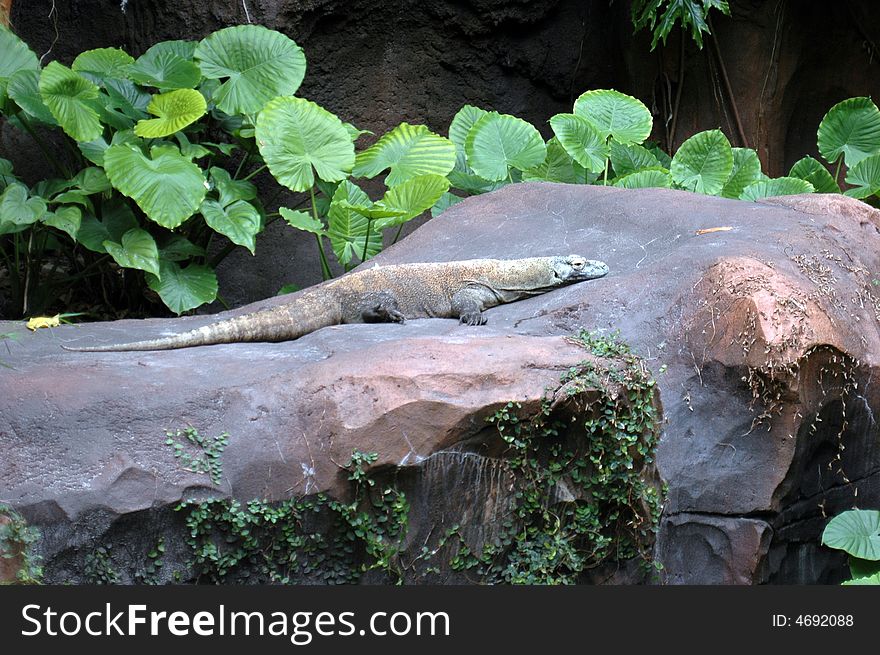 A full grown komodo dragon warming itself on a rock.