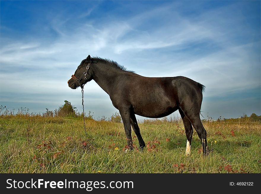 The Horse standing in the pose on the greenfield.