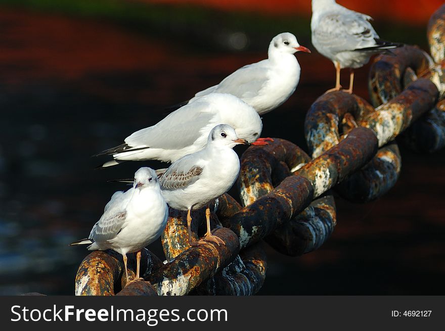 Many of seagulls stand on the chains.