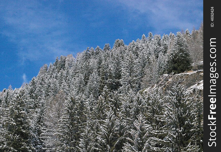 Pine trees covered in winter