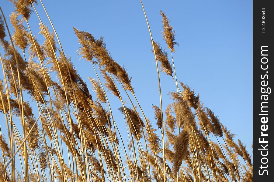 Golden dry rush on a background of the blue sky