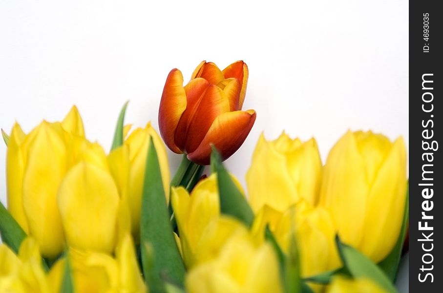 Flower composition: orange tulip is on white background and yellow tulips are on foreground.