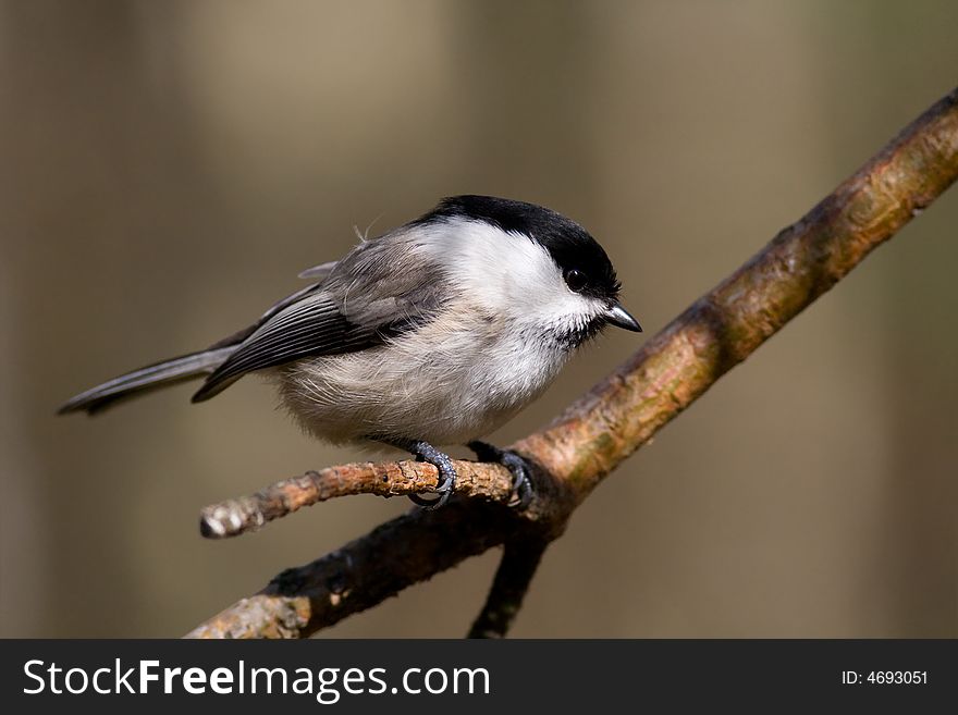 Willow Tit
canon 400D + 400mm 5.6L