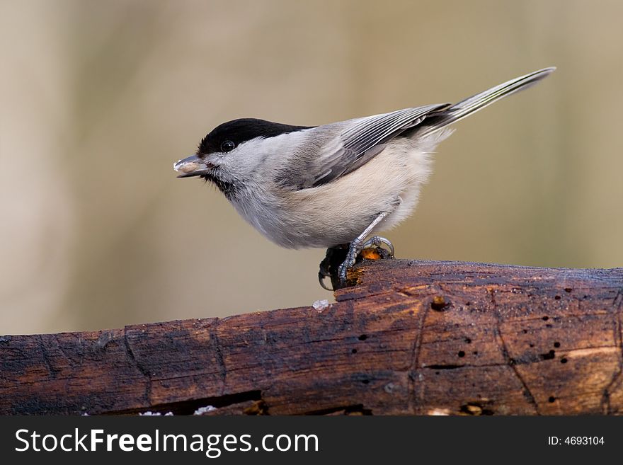 Willow Tit