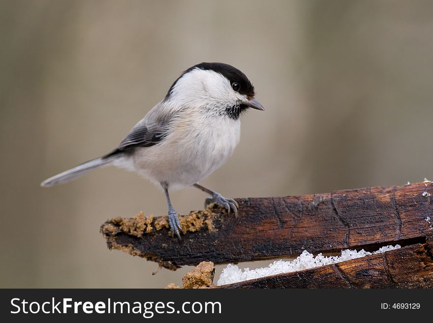 Willow Tit
canon 400D + 400mm 5.6L