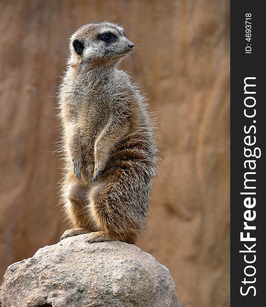 Portrait of meerkat - Suricata suricatta in zoo Brno in Czech republic