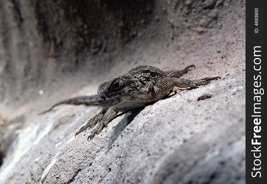 Little agama lizard in zoo Brno in Czech republic