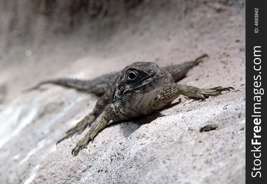 Little agama lizard in zoo Brno in Czech republic