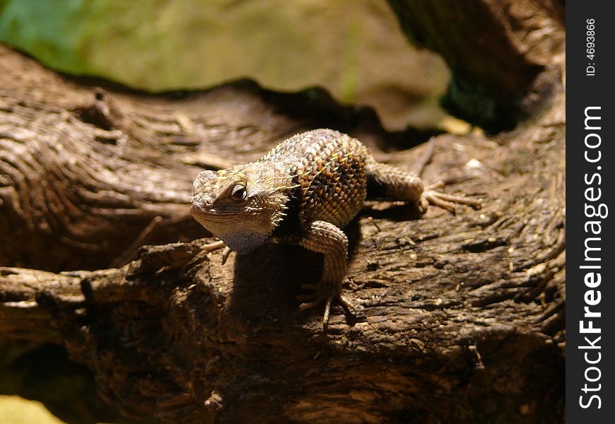 Little agama lizard in zoo Brno in Czech republic