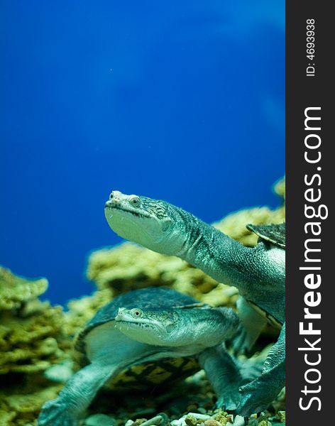 Water turtle in the sea close up