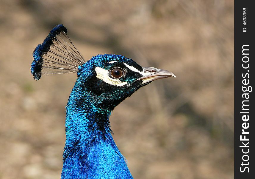 Portrait of a beautiful, blue peacock in zoo Brno in Czech republic