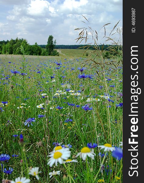 Green Grass With Daisy Flowers