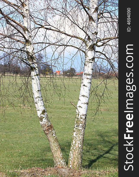 Photograph of the birches, Poland. Photograph of the birches, Poland