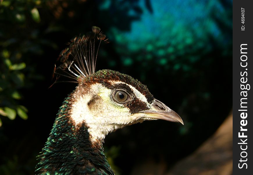 Portrait of a beautiful female peacock in zoo Brno in Czech republic
