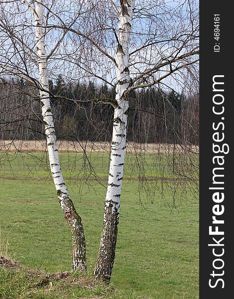 Photograph of the birches, Poland. Photograph of the birches, Poland
