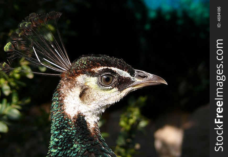 Portrait of a beautiful female peacock in zoo Brno in Czech republic