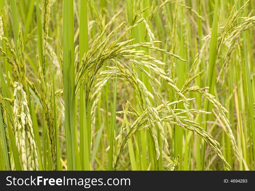 Rice Plant