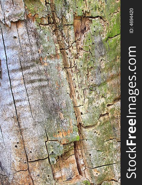 Tree bark texture