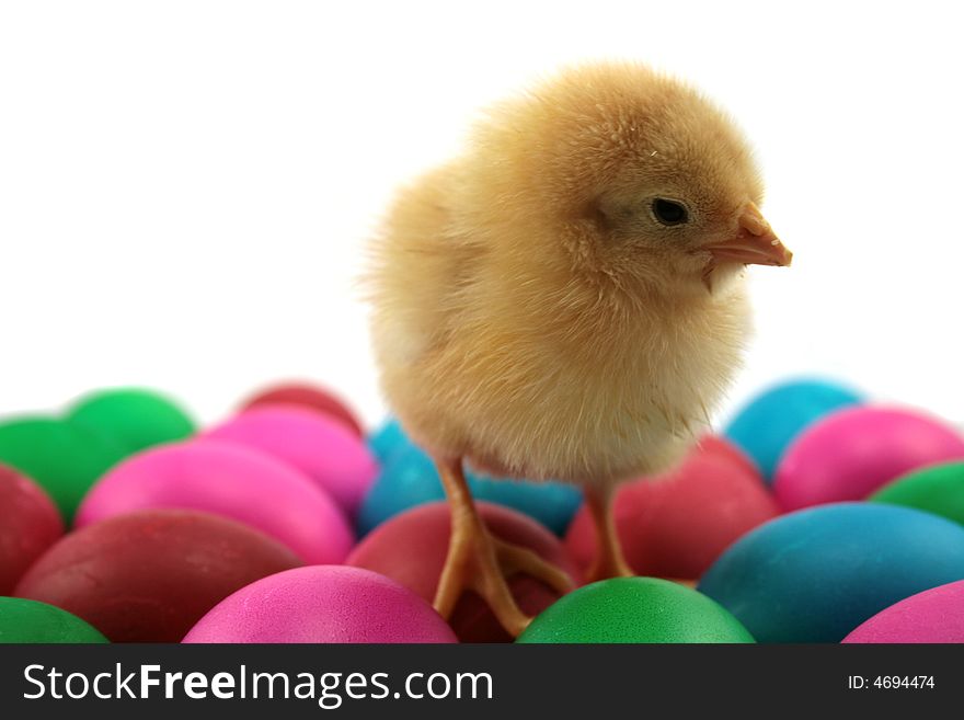 Chichen and easter eggs isolated on white