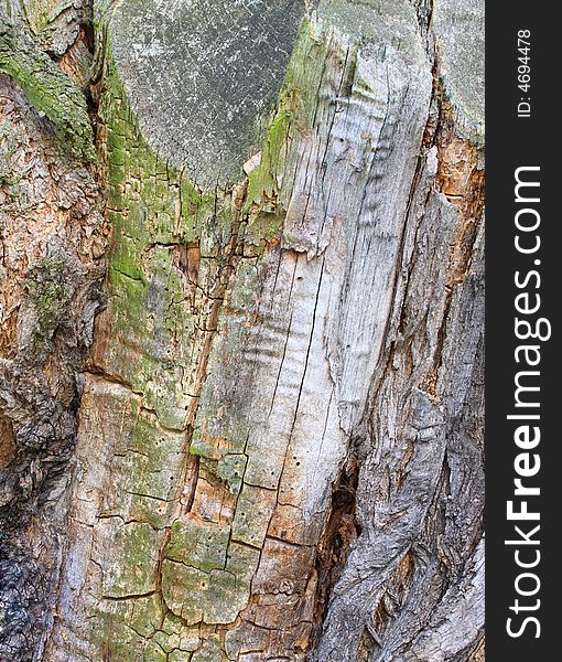 Photograph of a Tree bark texture