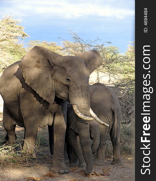 Elephants in the Masai Mara National Park, Kenya. Elephants in the Masai Mara National Park, Kenya