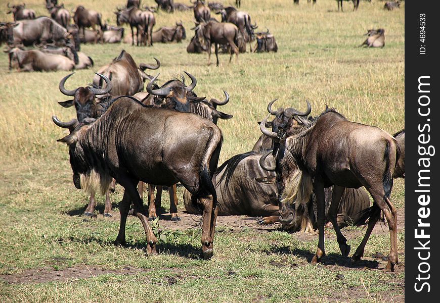 Wildebeasts migrating in the Masai Mara, Kenya. Wildebeasts migrating in the Masai Mara, Kenya