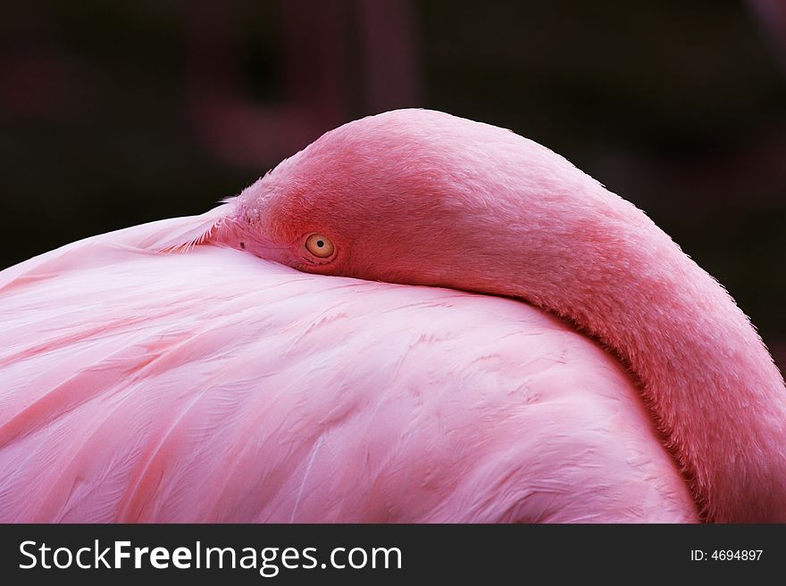 A Pink Flamingo in the zoological garden of Basel