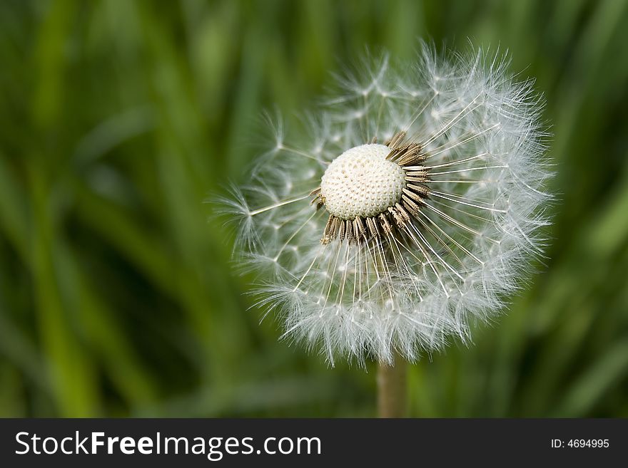 Half-blown blowball in front of the grass