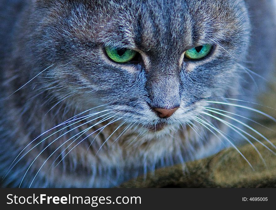 Close up on a green eyed cat