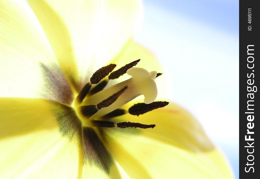 Close-up of yellow tulip