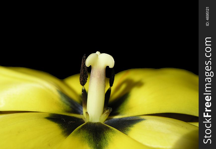 Close-up of yellow tulip