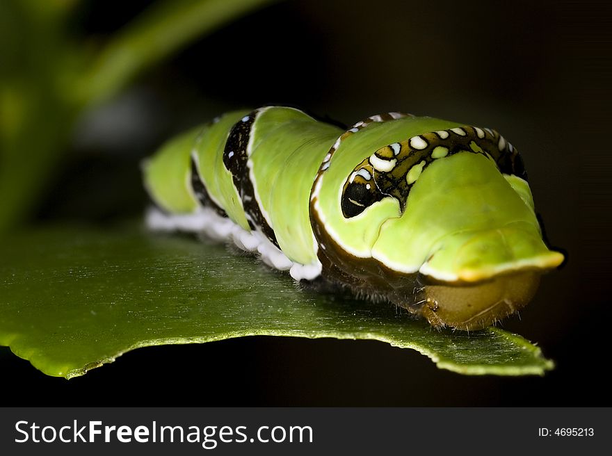 A macro close-up photograph of a caterpillar on a leaf which it is eating. A macro close-up photograph of a caterpillar on a leaf which it is eating