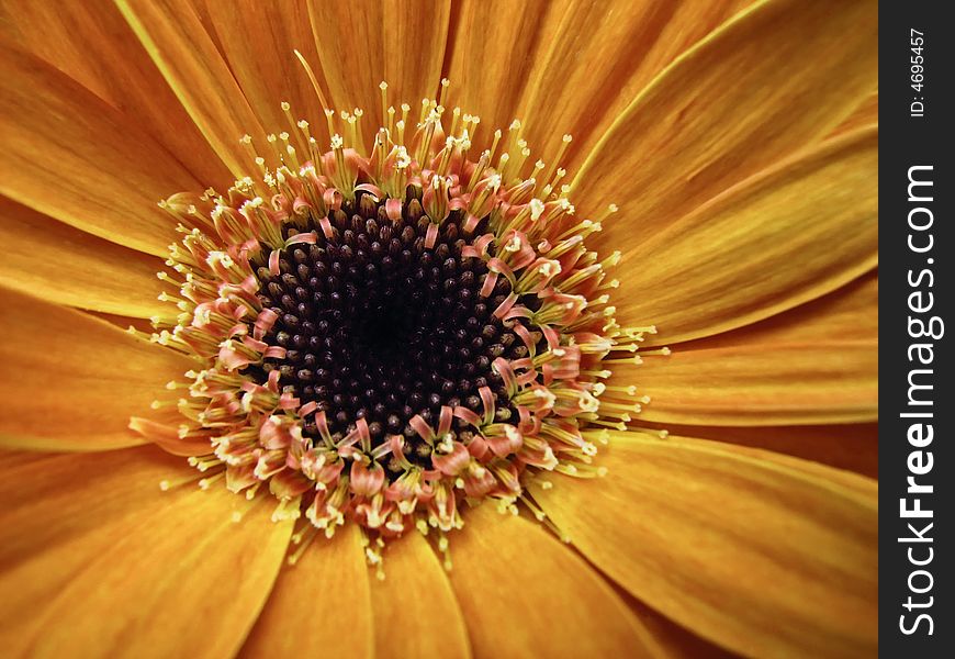 Macro shot of center of orange daisy. Macro shot of center of orange daisy